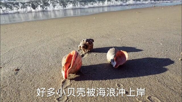 小兔子捡贝壳