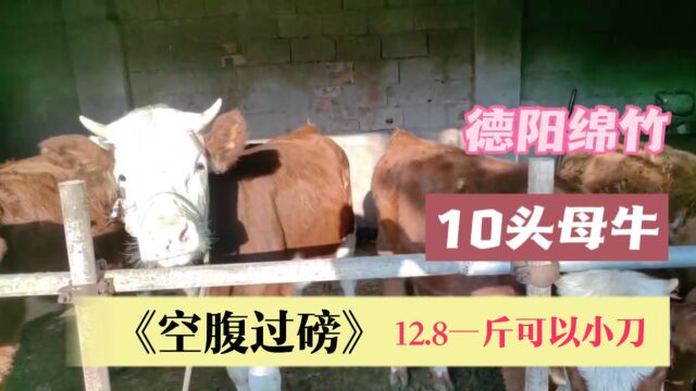 德阳绵竹10头母牛要处理,均重500多斤,12.8空腹过磅还可以小刀