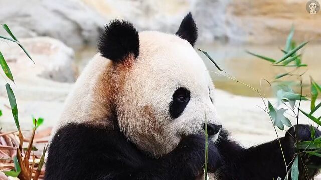 你见过喜欢咬尾巴的雪豹吗?盘点国宝动物的三大奇葩行为!