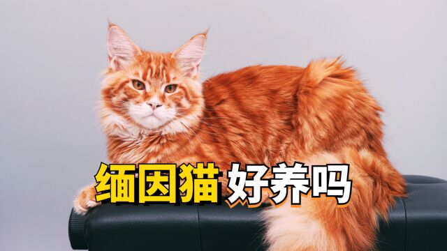 缅因猫好养吗?看完不心动算我输!