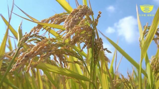 2023年繁昌区农民丰收节即将开幕#繁昌 #丰收的季节