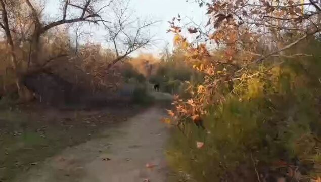 惊险!男子跟爱犬回家途中遭遇狼群追杀!狗狼野生动物零距离危险瞬间