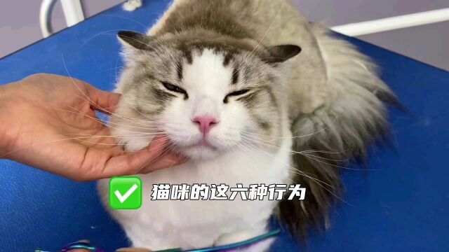 猫咪的这六种行为,都是在“报恩”#猫咪的行为 #猫咪报恩 #没有一口猫粮是白吃的