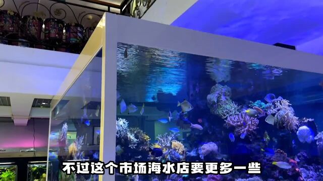 逛深圳水族小镇,偶遇造价20万的海水鱼缸!养鱼 海水鱼快手最美生活家