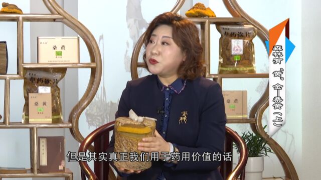 12.12《养生大国医》桑黄,多少年的药用价值好?被称为森林“黄”金的桑黄.真的能抗肿瘤吗?