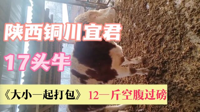 陕西铜川养殖户熬不住了,大小17头牛一起处理,12一斤过磅怎么样