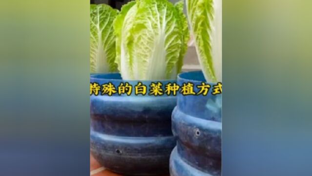 大叔用塑料桶种植大白菜,节省空间不占地,绿色环保无公害.