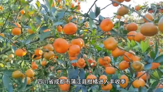 四川蒲江县:进入柑橘丰收季