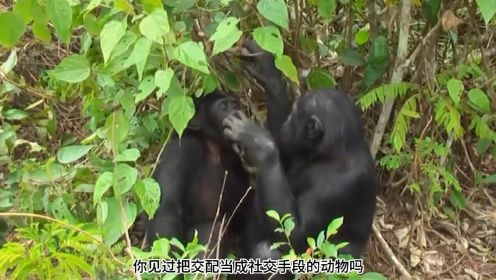 把交配当成社交手段，倭黑猩猩竟如此特殊？他们又该如何繁衍后代