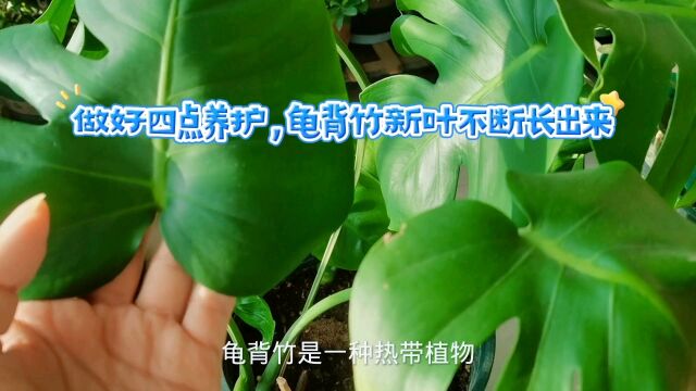 做好四点养护,龟背竹新叶不断长出来