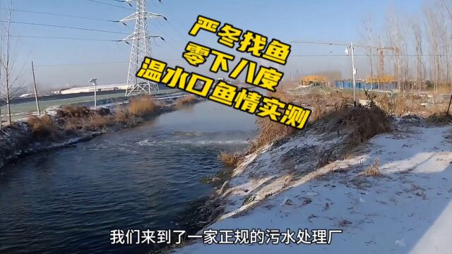 严冬找鱼实测,零下8度,千里雪封,滴水成冰,小小流水口不简单