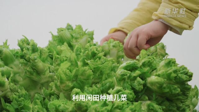 重庆璧山:“冬闲”不闲 “稻菜轮作”促增收