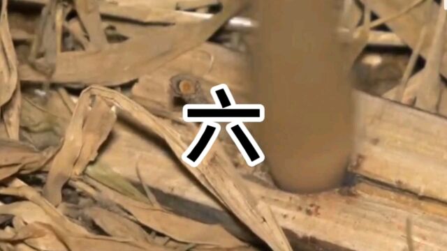 荒野求生纯享版《六》