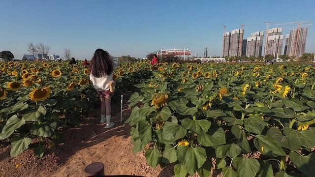 向日葵和耳机搭配拍照 太绝了#向日葵花海 #花海拍照 #拍花技巧 #蓝牙耳机