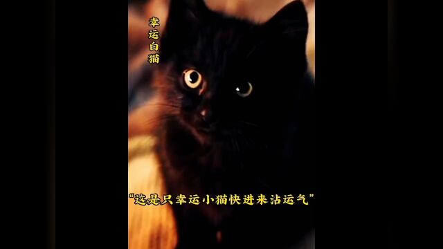 “希望幸运小黑猫将幸运带给看视频的家人们”