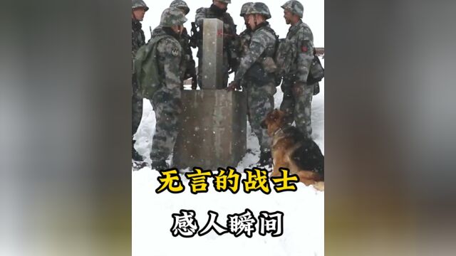 你虽生而为狗,但却是我们心中永远的盖世英雄#无言的战士#致敬英雄