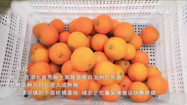 擦亮脐橙金名片 做好“土特产”文章