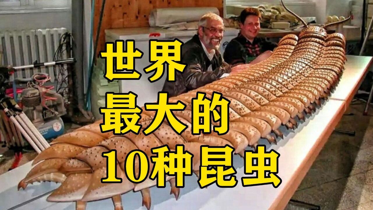 世界最大的十种昆虫，第1名老鼠见到也要绕道，巨物恐惧者慎入_高清1080P在线观看平台_腾讯视频