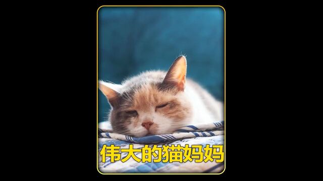 伟大的猫妈妈