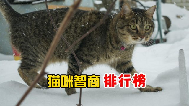 猫咪智商排行榜,看谁家最聪明!