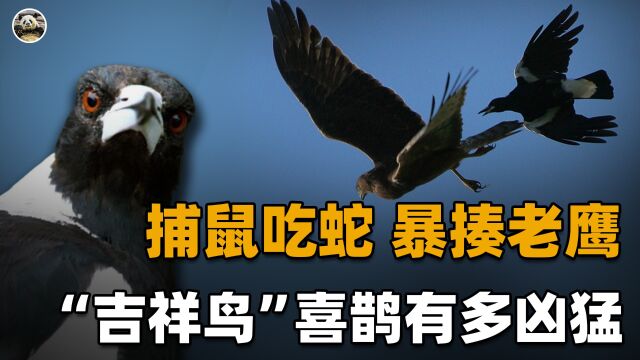 “吉祥鸟”喜鹊有多凶猛?捕鼠杀蛇偷鸟蛋揍老鹰,几乎没有天敌