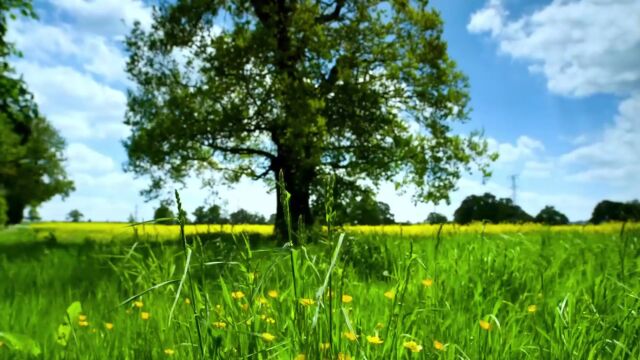 会有人喜欢这样的氛围感意境吧?夏日草坪治愈惬意