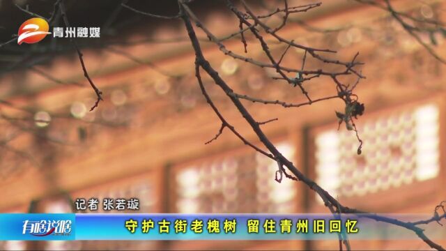 山东青州:守护古街老槐树 留住青州旧回忆