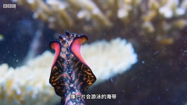 没大脑没眼睛的海生物,像一块飞毯一 海洋生物 海扁虫