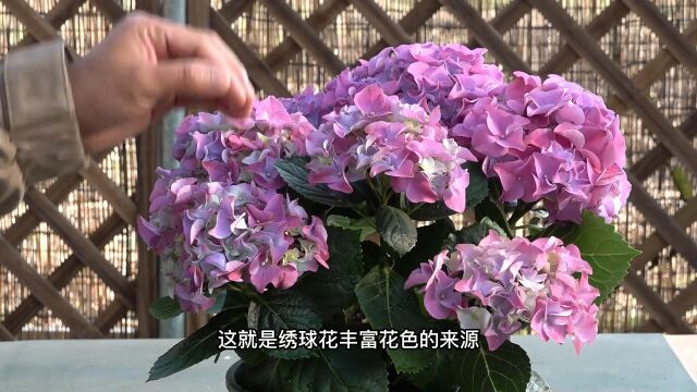 绣球花花色千变万化,但如何调理你知道吗?