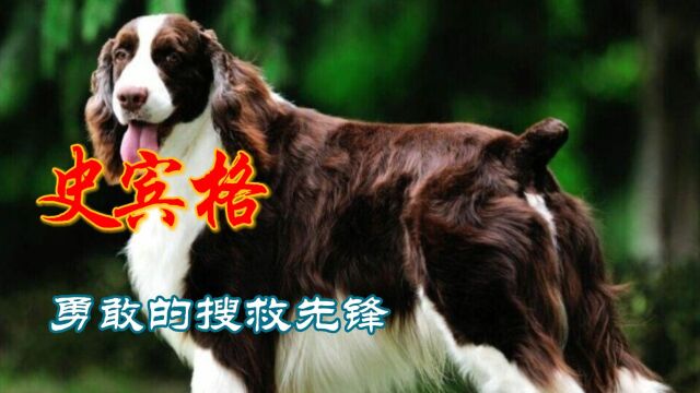 史宾格犬:卓越的搜救先锋