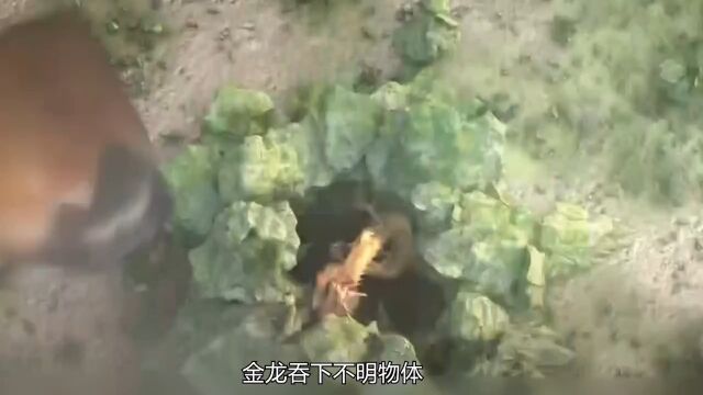 风水师探测真龙龙穴,不料被男子捷足先登,最终金龙变孽龙!