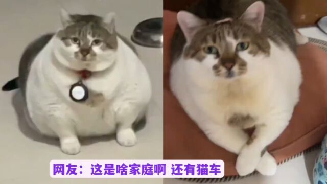 张煤球:全网第一大胖猫,每天各种方法偷吃偷喝