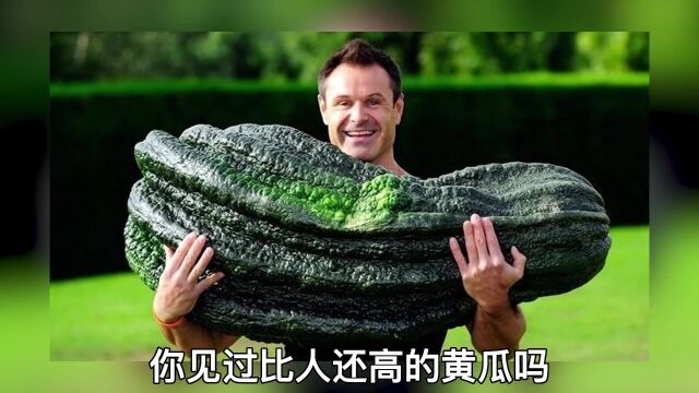 世界上“最庞大”的10种果蔬,1.6米长的大黄瓜,你见过吗?