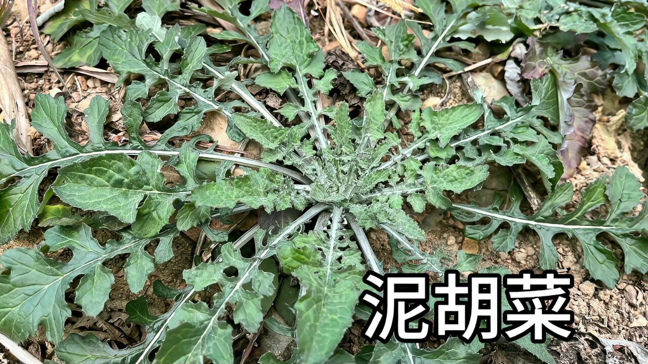 冬天里不可多得的野菜,叫泥胡菜,可遇不可求价值很高