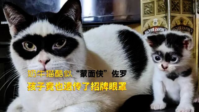 奶牛猫酷似“蒙面侠”佐罗,孩子竟也遗传了招牌眼罩