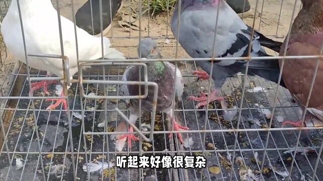 农村平房怎么养鸽子