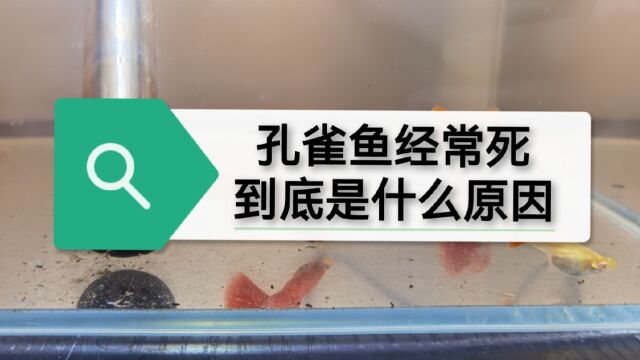 养不好孔雀鱼是因为你不够懒