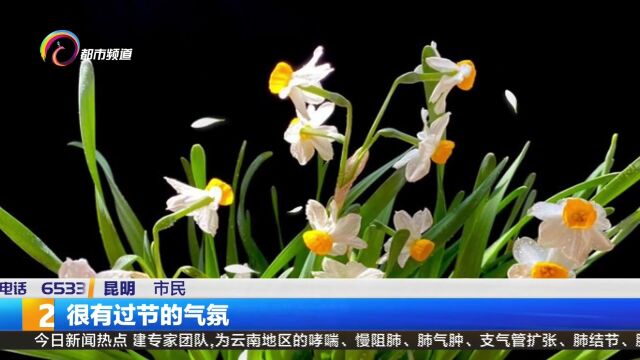 水仙花 昆明人最爱的“年花”