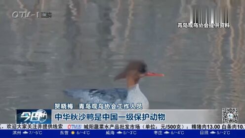 中华秋沙鸭做客崂山区大河东，吸引众多观鸟爱好者
