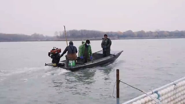 济宁太白湖冬捕