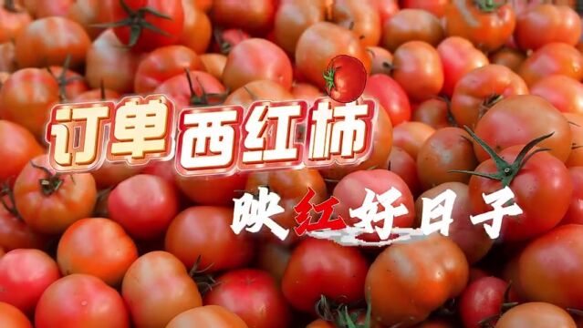 德州市夏津县:订单西红柿 映红好日子