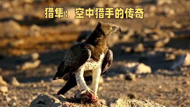 猎隼:空中猎手的传奇