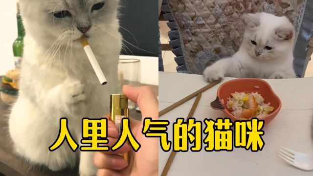 人里人气的猫咪,可爱到爆炸