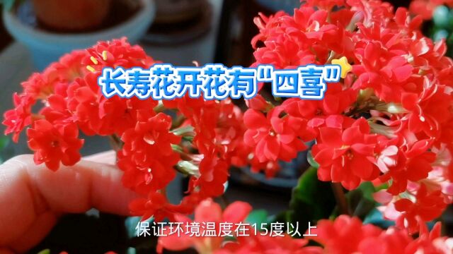 长寿花开花有“四喜”开花又多又漂亮