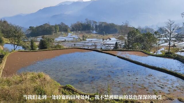 阳光下的美丽之旅——观箐口梯田