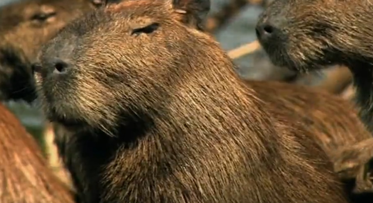 巨型老鼠!世界上最大的啮齿动物竟是它,丑萌丑萌的