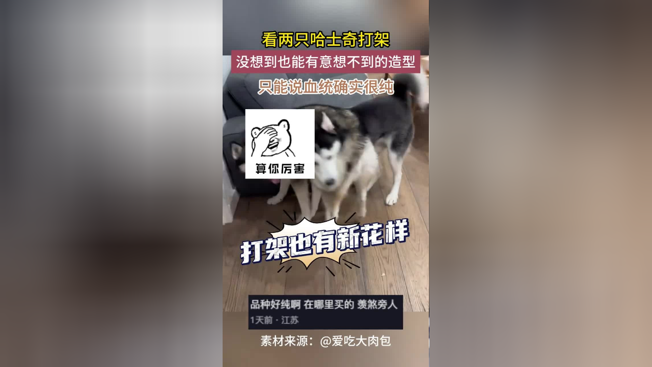 看两只哈士奇打架,没想到也能有意想不到的造型