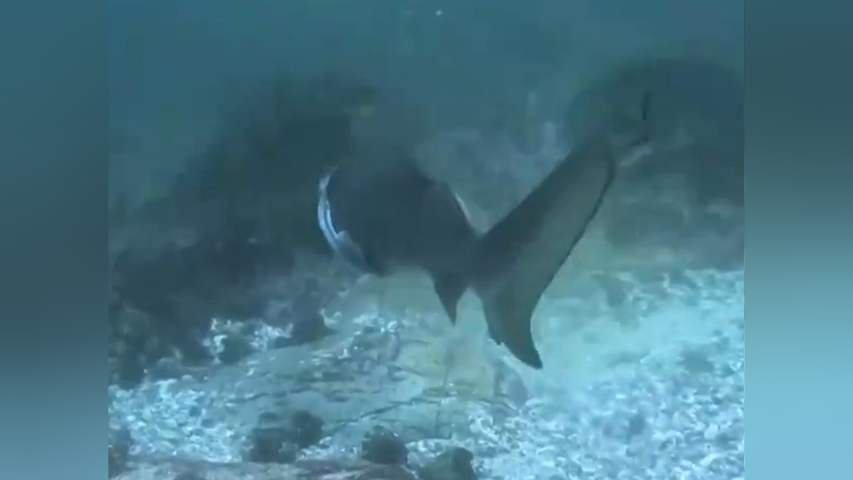 澳大利亚:一护士鲨被铁环箍住,皮肤溃烂