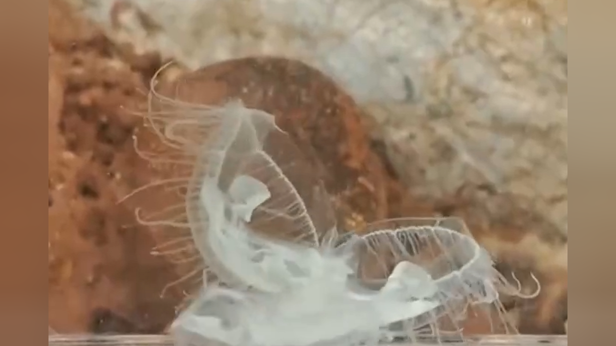 极危物种"桃花水母",时隔十几年,再现云南西双版纳