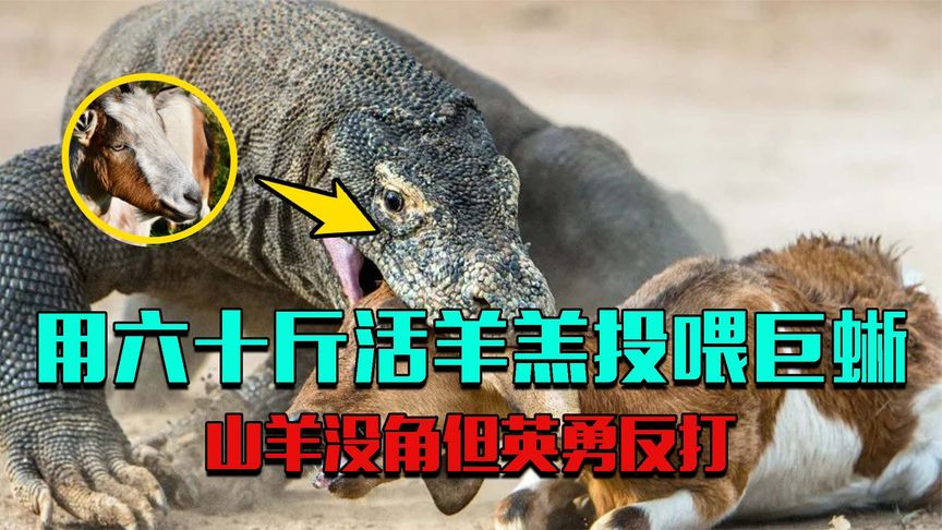 用六十斤山羊投喂巨蜥,山羊叫的越惨巨蜥越开心,小羊羔英勇反打